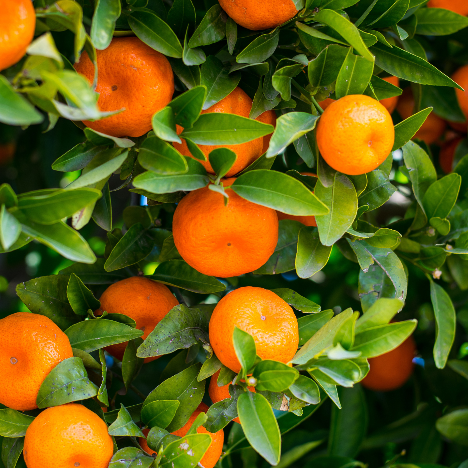 Orange Plant